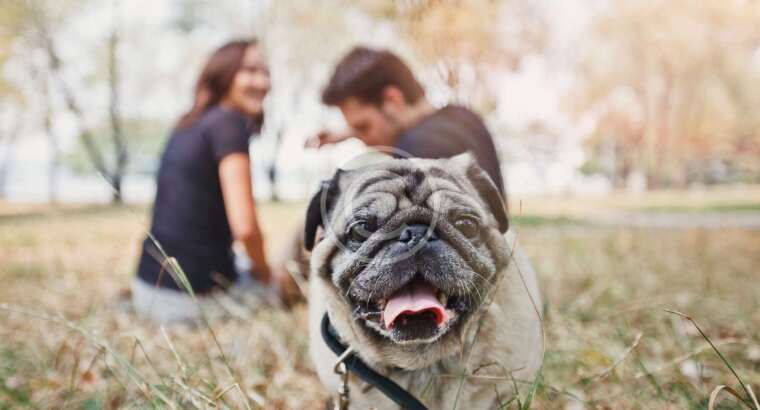 Professional Dog Walkers‘ Guide to Shampoo