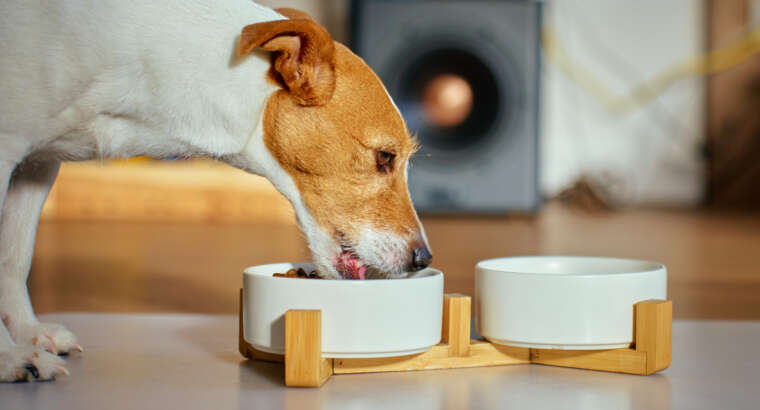 Futterumstellung beim Hund: So gelingt der Wechsel stressfrei